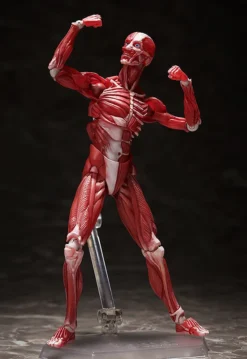 FREEing Figma Human Anatomical Model -Max Factory 1d644593f95f47c8a379152a6a8dd71b.jpg