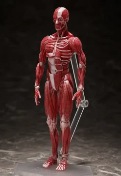 FREEing Figma Human Anatomical Model -Max Factory 1e04fb9e81b44dfaa1b4fae129075e9c.jpg