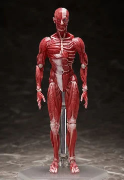 FREEing Figma Human Anatomical Model