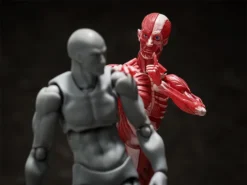 FREEing Figma Human Anatomical Model -Max Factory 482599b80a1d424d8d73dc32523b465c.jpg