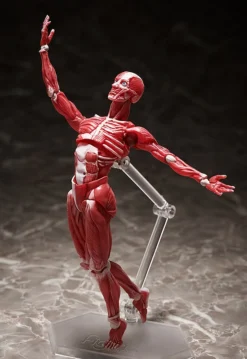 FREEing Figma Human Anatomical Model -Max Factory 6dc697e230614c39b141679fc73174e0.jpg