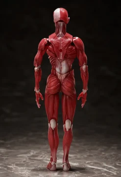 FREEing Figma Human Anatomical Model -Max Factory 76bac69db5524b06981093bb7b9a4076.jpg