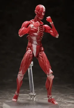 FREEing Figma Human Anatomical Model -Max Factory 8cdb672beb904ca7ad5a2d94fa45252c.jpg