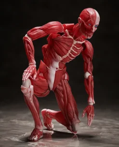 FREEing Figma Human Anatomical Model -Max Factory d22cfba1b8e743b19b40de18e5a512d9.jpg