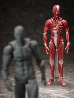 FREEing Figma Human Anatomical Model -Max Factory f331aa00ba41497aade131940f7a99ee.jpg